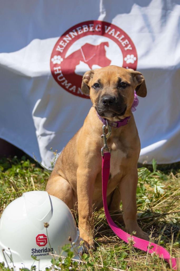 Kennebec Valley Humane Society Groundbreaking.